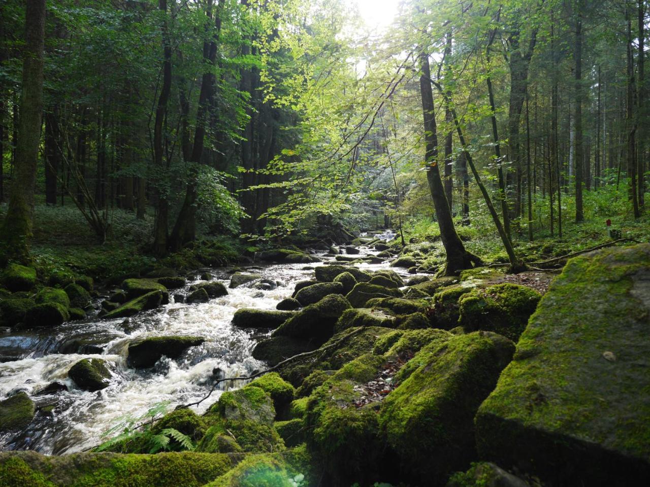Fewo Kedo Neukirchen vorm Wald Eksteriør billede